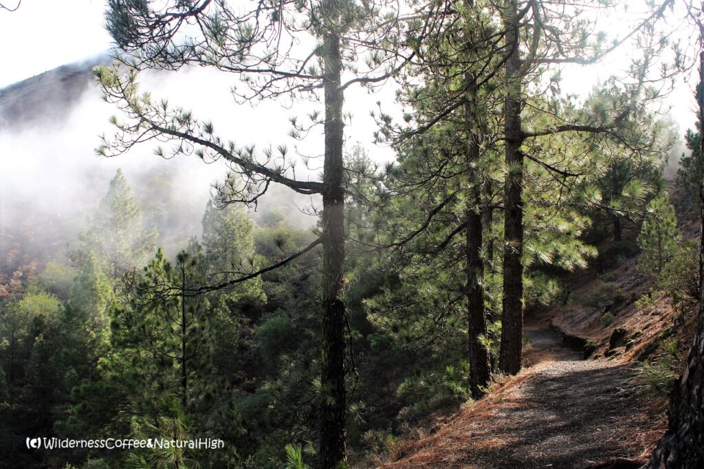 Ruta de los Volcanes track beneath the rolling clouds of Cumbre Nueva, La Palma, Canary Islands.