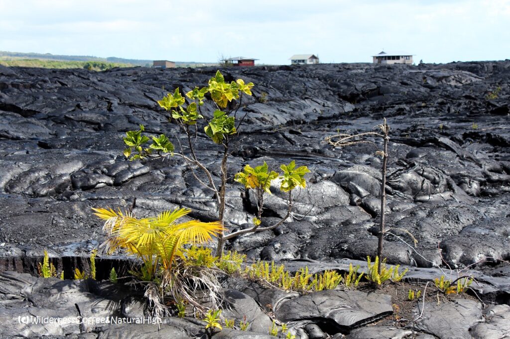 Ferns and houses on the lava field, Kalapana, Hawaii Big Island.