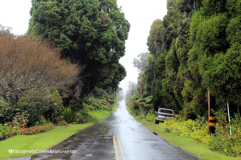 Road to Volcanoes National Park near Volcano Village, Hawaii Big Island.