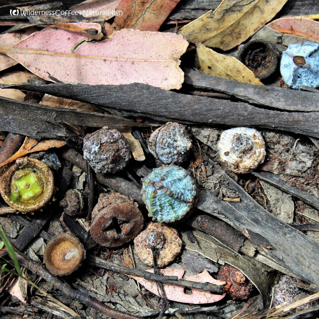 Eucalypt bush nuts, Bruny Island, Tasmania, Australia.