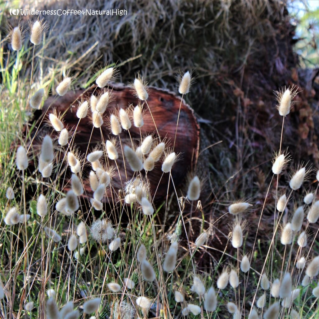 Fluffy grass, Cape Conran, Victoria, Australia.