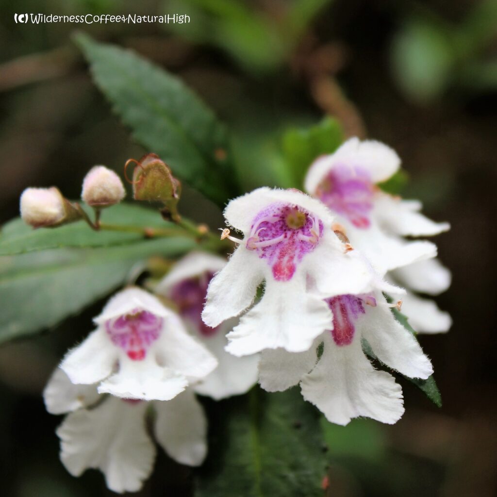 Rhododendron flowers, Strahan, Tasmania, Australia.