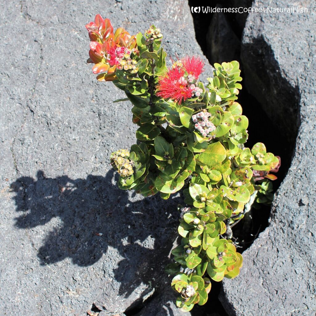 Pua Lehua flowers, Kilauea Iki, Big Island, Hawaii.