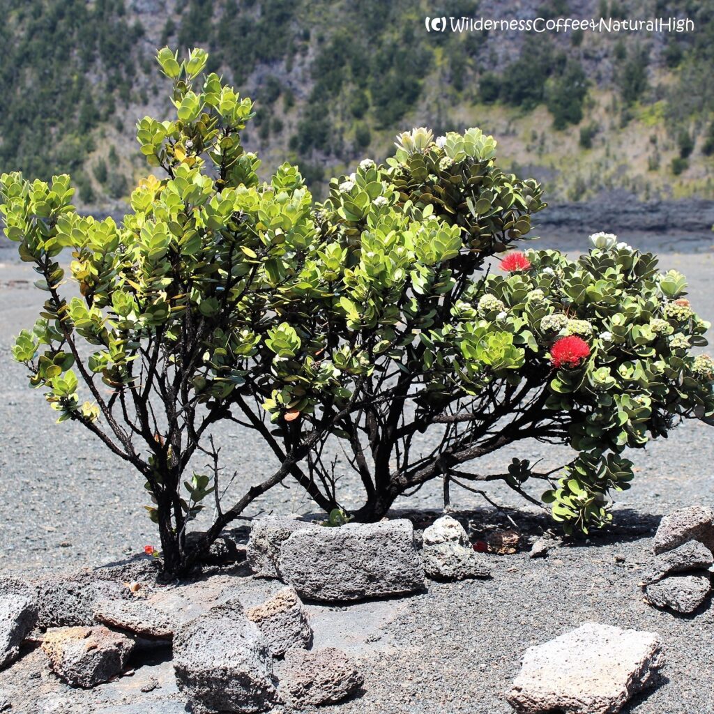 Pua Lehua tree, Kilauea Iki, Big Island, Hawaii.