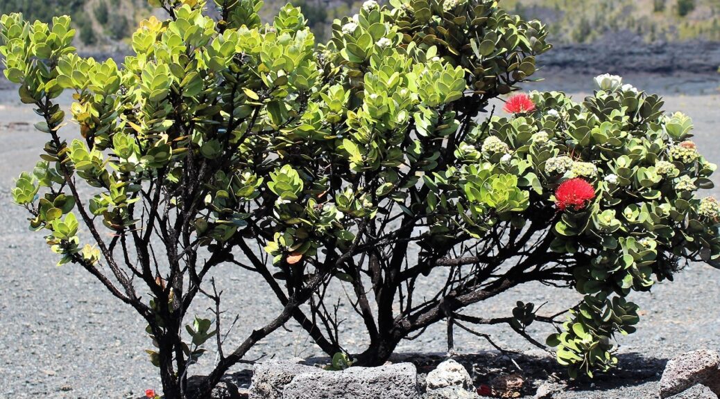 Pua Lehua tree, Kilauea Iki, Big Island, Hawaii.