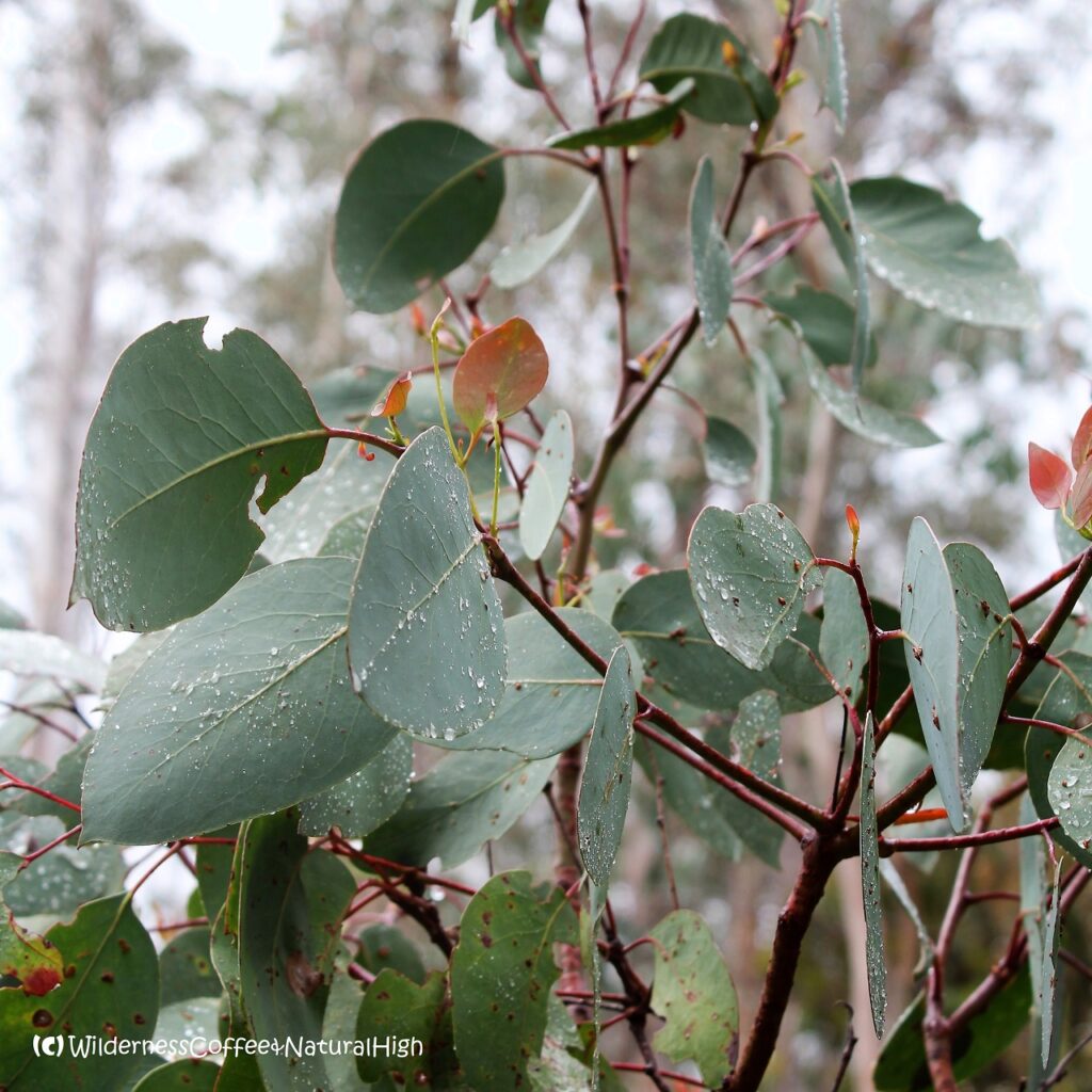 Foggy leaves at Lake St. Clair, Tasmania, Australia.