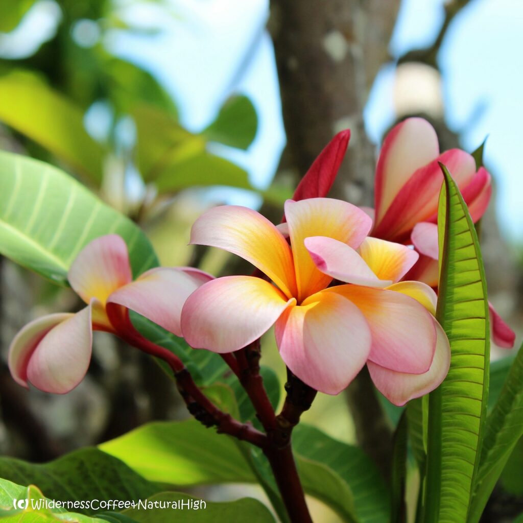 Frangipani flowers, Magnetic Island, Queensland, Australia.