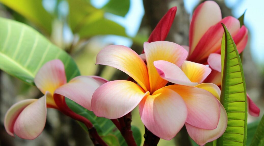 Frangipani flowers, Magnetic Island, Queensland, Australia.