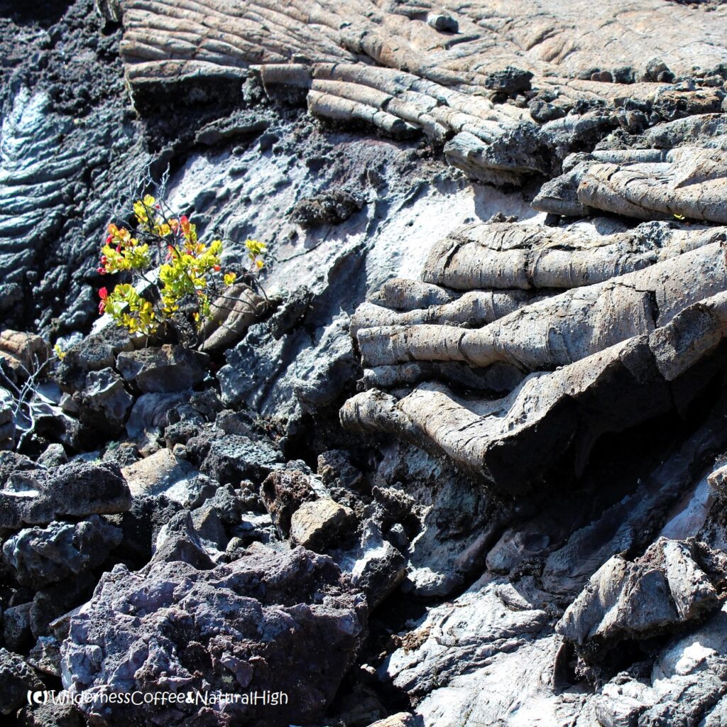 Pua Lehua growing between the lava, Big Island, Hawaii.