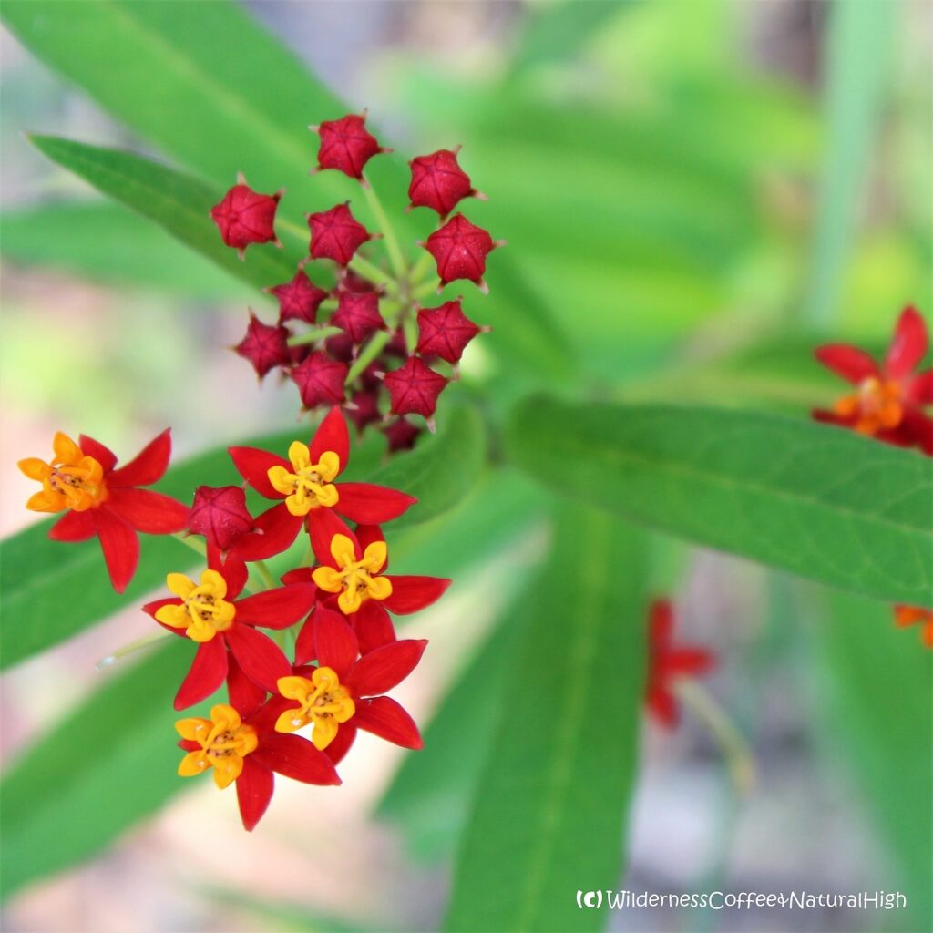 Tropical Milkweed, Carnarvon Gorge, Queensland, Australia.