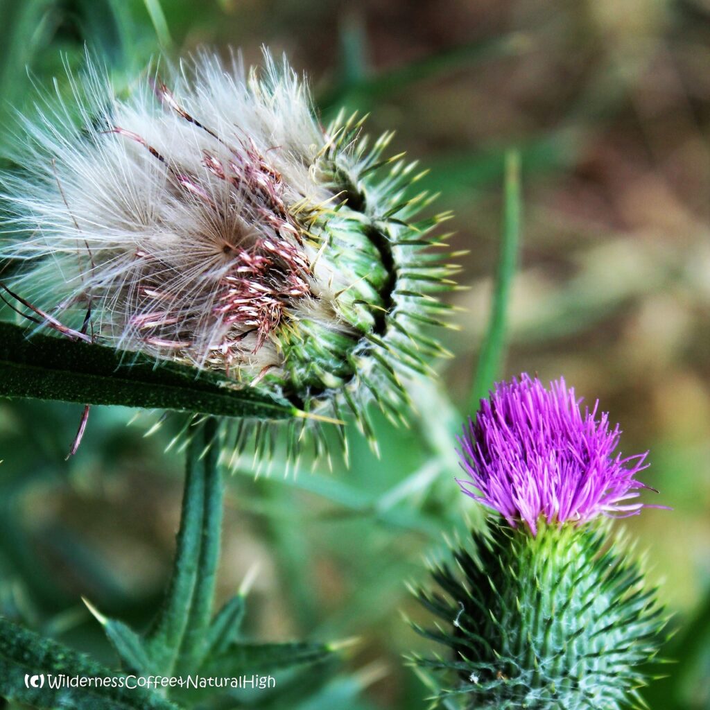 Wild thistle flowers, Victoria, Australia.