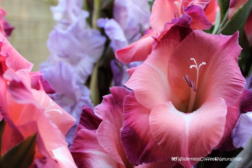Gladiolas, Vierdaagse Nijmegen, The Netherlands.