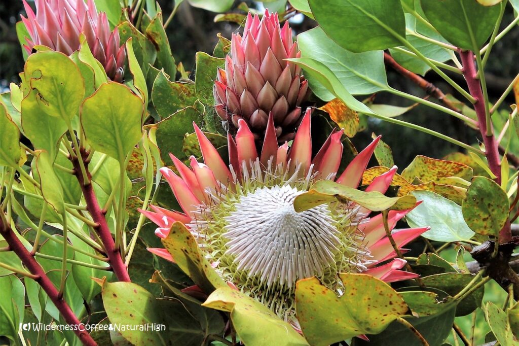 Protea flower, Wollemi National Park, New South Wales, Australia.